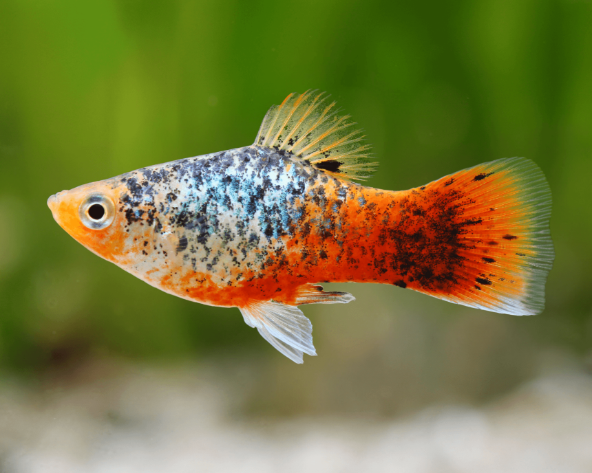 Rainbow Platy